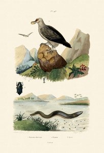 Electric Eel by French School